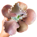 Curly purple echeveria, succulents garden, succulent subscription, indoor succulents, how to grow succulents, Succulents shop near me, succulent care, succulent plant, succulent care guide, Curly purple echeveria in California, How to grow Curly purple echeveria, Echeveria for thanksgiving, Easter echeveria gifts, indoor succulents, echeveria, echeveria succulent, echeveria types, succulent echeveria, buy succulents online, succulent shop, succulent store, echeveria plant