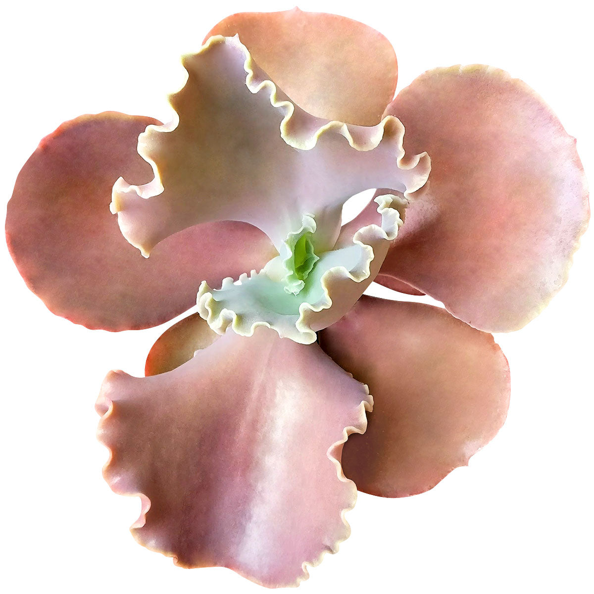 succulent flowers near me Echeveria The Rose Purple Scallop Succulent | Unique Succulent Gift
