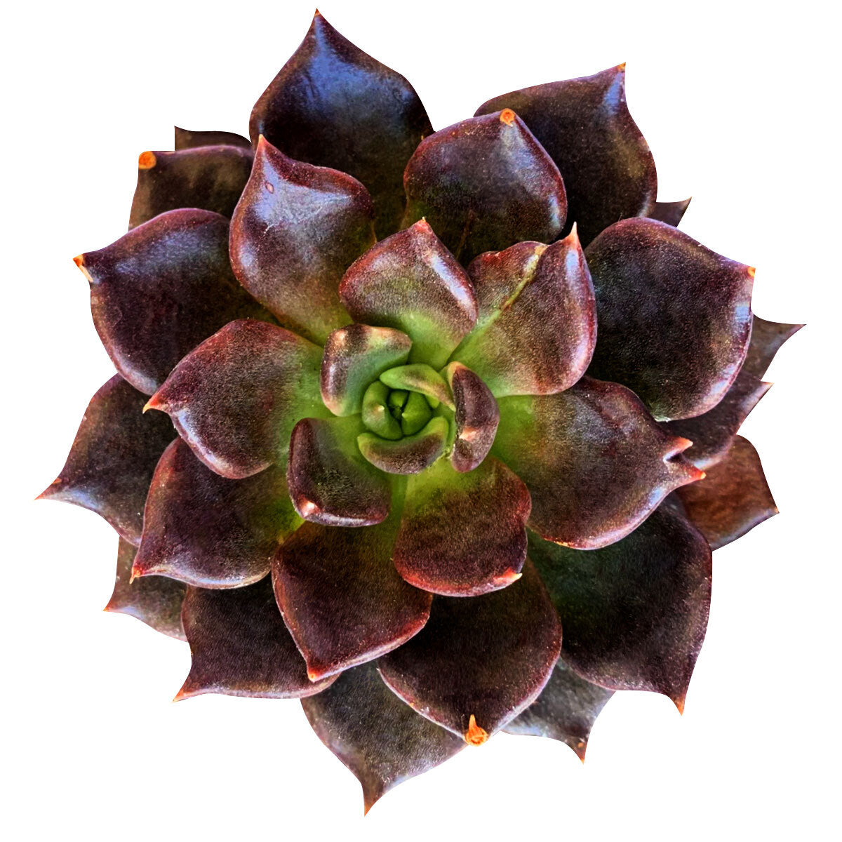 Echeveria Black Prince Succulent for sale, Black Prince Succulent for Halloween Indoors, Echeveria Black Prince makes a great spooky Halloween centerpiece