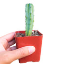 Myrtillocactus geometrizans care, monthly succulents, how to grow succulents, succulents shop in California, succulent subscription, succulents garden, succulent care guide, cactus, Succulents, Cactus Myrtle in California, How to grow Cactus Myrtle, cactus, cactus succulent, succulent cactus, cacti, cactus and succulents, succulents box, succulent shop, buy succulents online