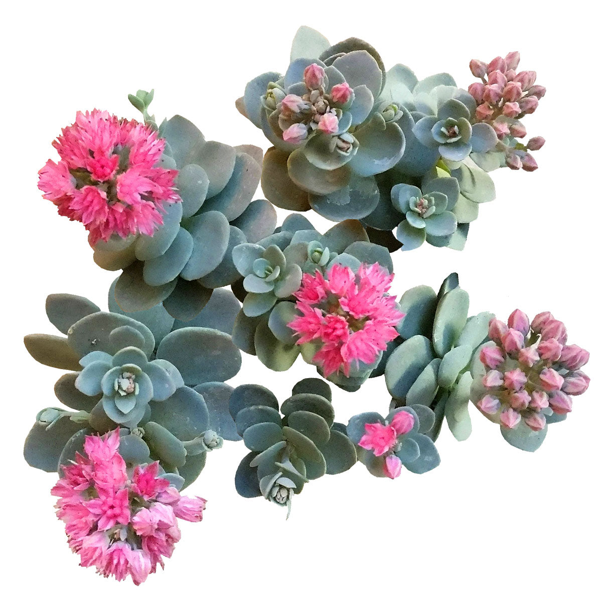 sedum blue elf succulent Cosmic Comet Sedum Sunsparkler