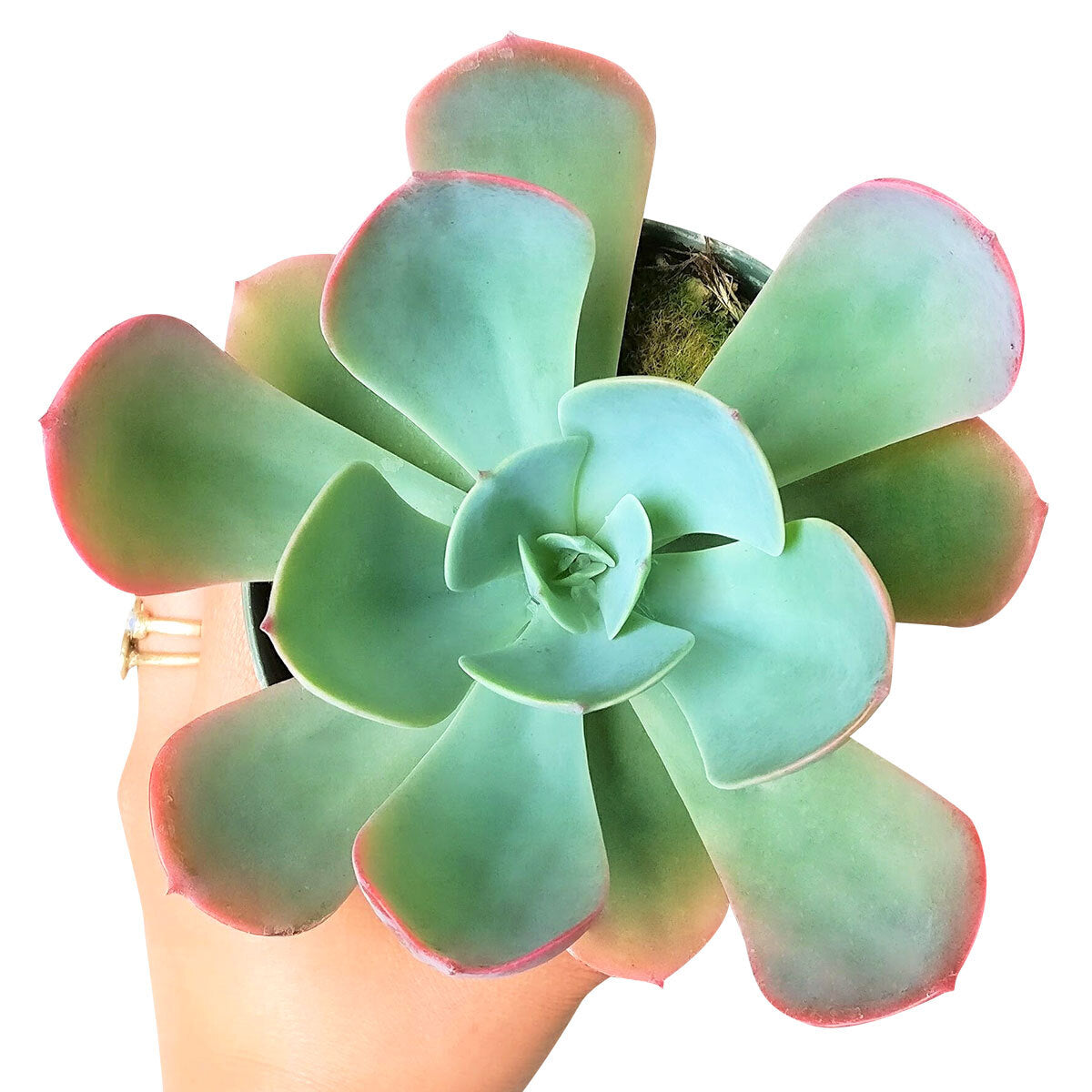 blue sky succulent care Echeveria Blue Sky Succulent Plant | Succulent Gift Decor Ideas