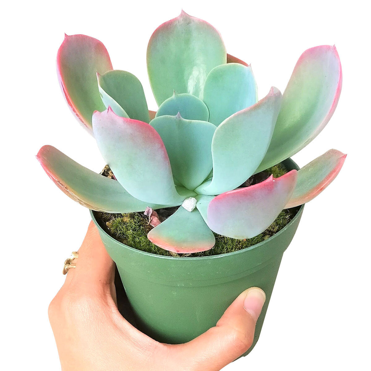 blue sky succulent care Echeveria Blue Sky Succulent Plant | Succulent Gift Decor Ideas