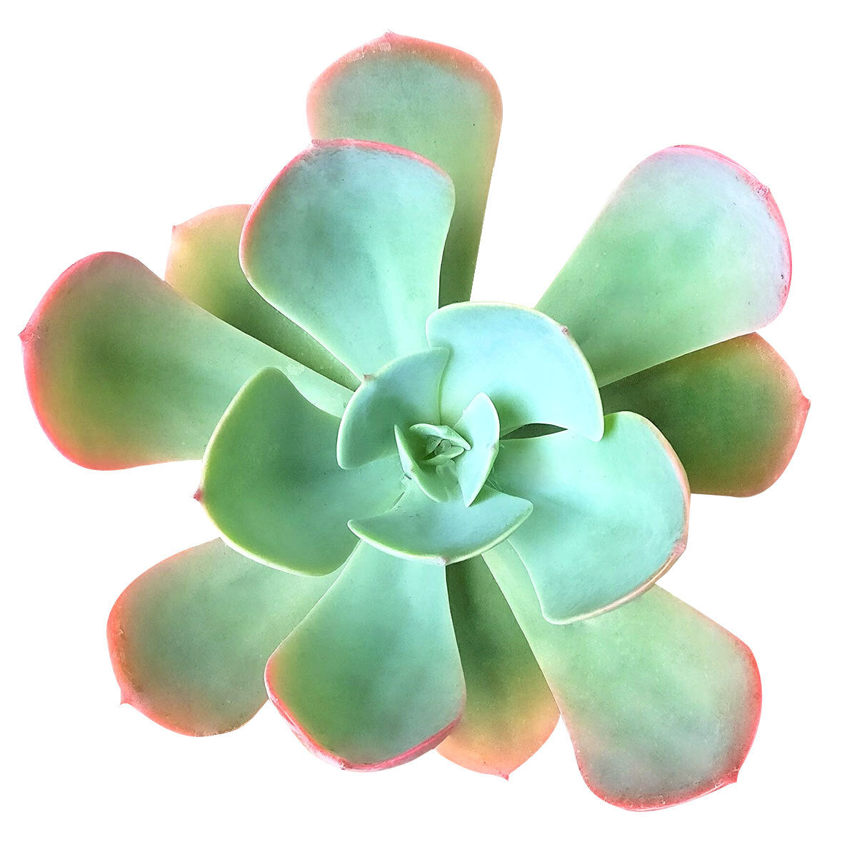 skyview succulents Echeveria 'Blue Sky'
