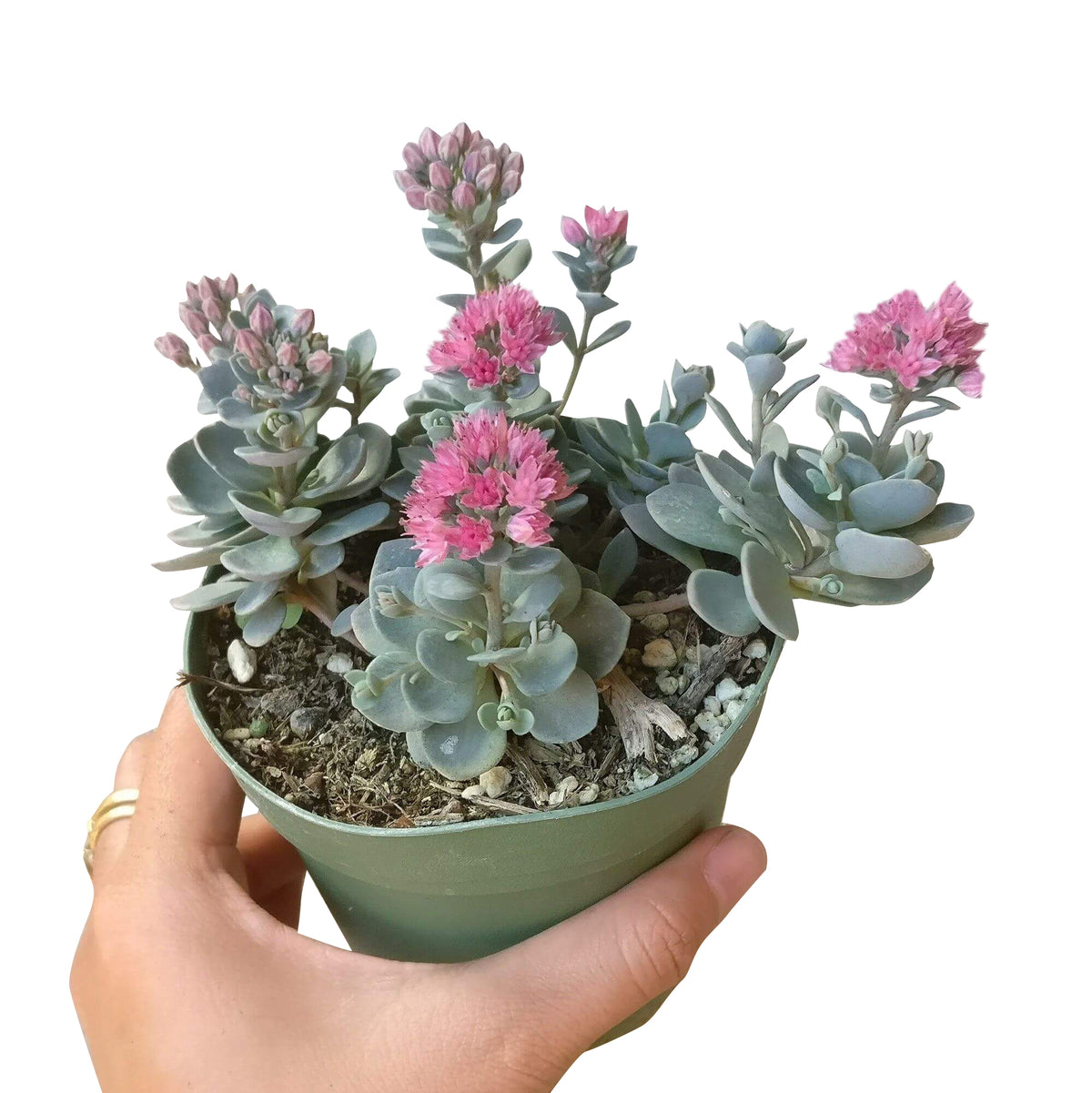 Blue elf sedum, blue elf succulent, cactus, Succulents, succulents shop in California, succulent care, monthly succulents, Rare succulents, succulents store in CA, succulent subscription, Blue elf sedum in California, How to grow Blue elf sedum