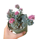 Blue elf sedum, blue elf succulent, cactus, Succulents, succulents shop in California, succulent care, monthly succulents, Rare succulents, succulents store in CA, succulent subscription, Blue elf sedum in California, How to grow Blue elf sedum