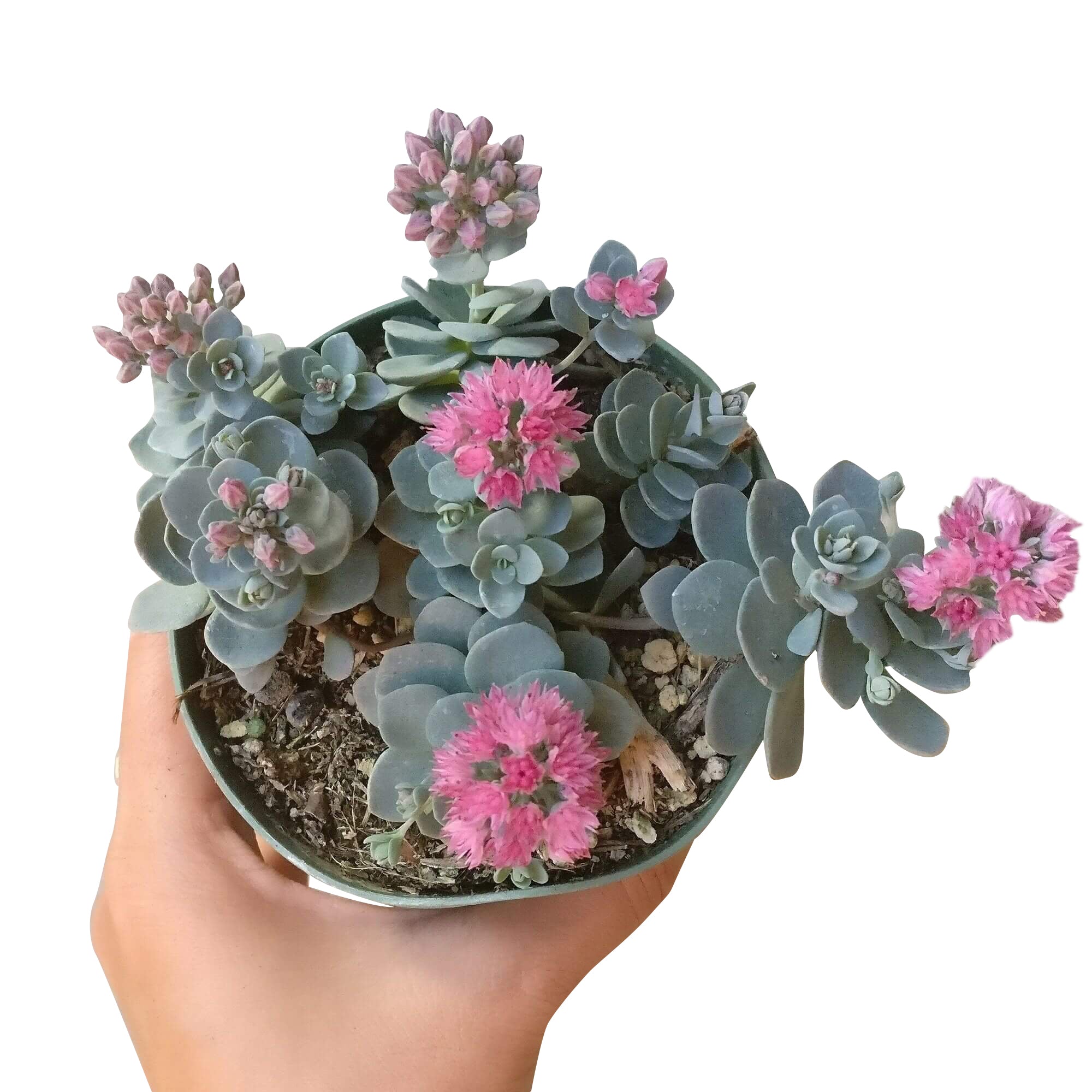 cosmic succulents Cosmic Comet Sedum Sunsparkler
