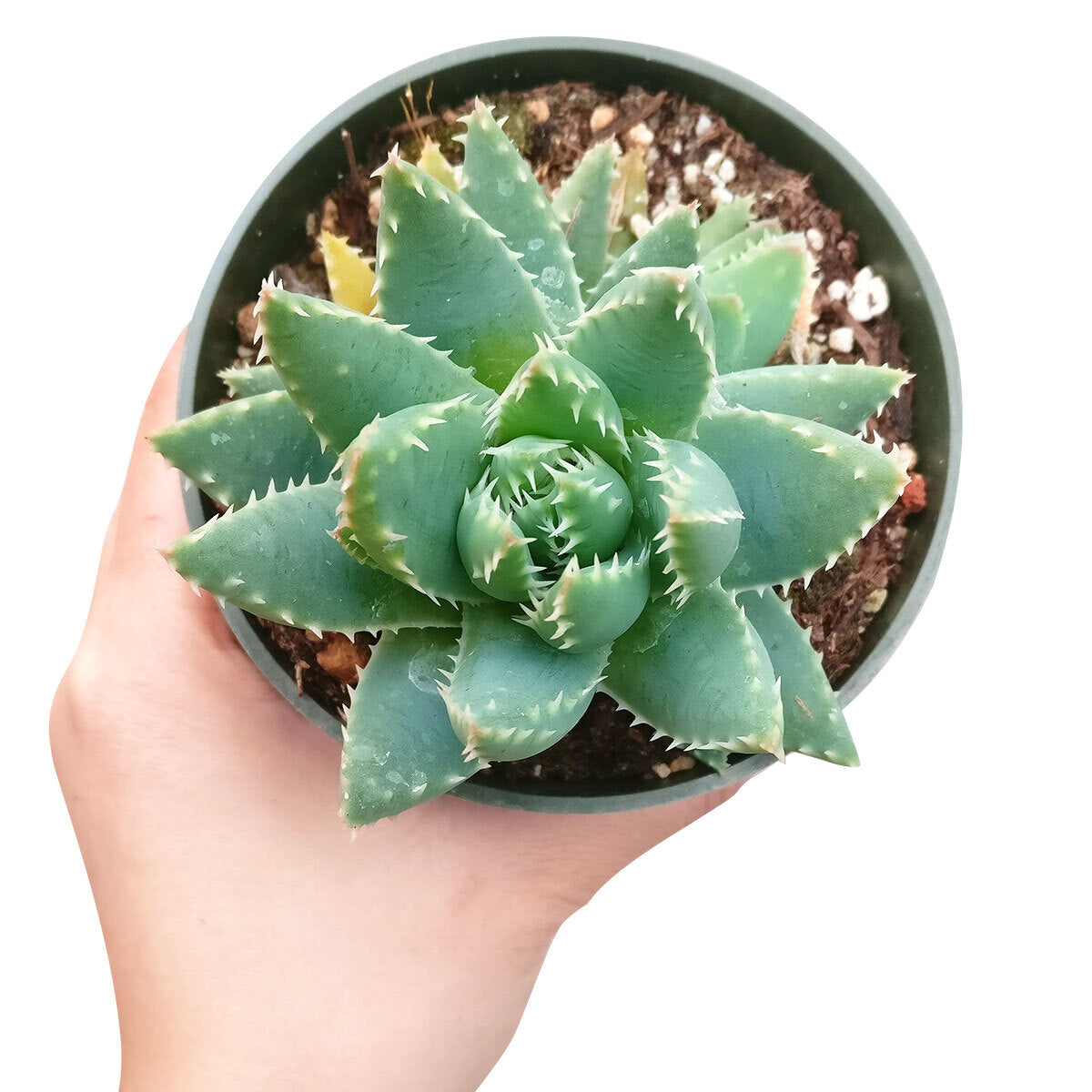 brevifolia succulent Buy Aloe Brevifolia (Short-leaved Aloe)