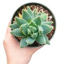 cactus, Succulents shop near me, succulents garden, succulent subscription, how to grow succulents, succulent care, Succulents