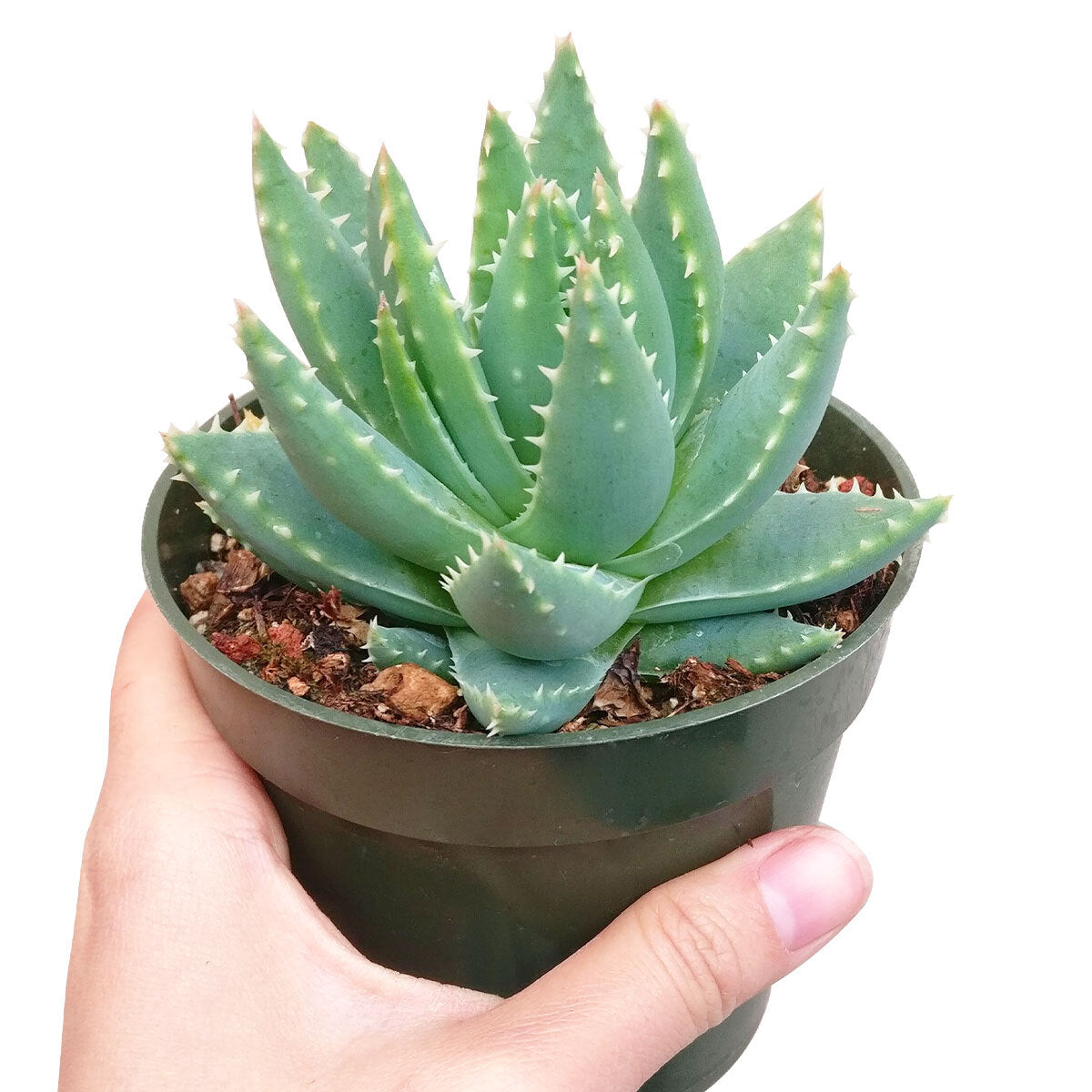 brevifolia succulent Buy Aloe Brevifolia (Short-leaved Aloe)