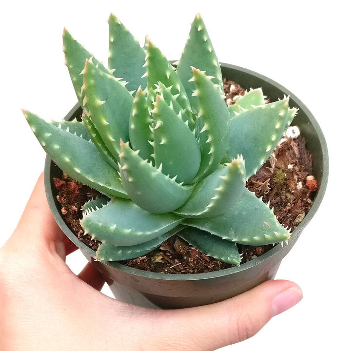 succulent shorts Buy Aloe Brevifolia (Short-leaved Aloe)