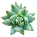 cactus, Succulents shop near me, succulents garden, succulent subscription, how to grow succulents, succulent care, Succulents