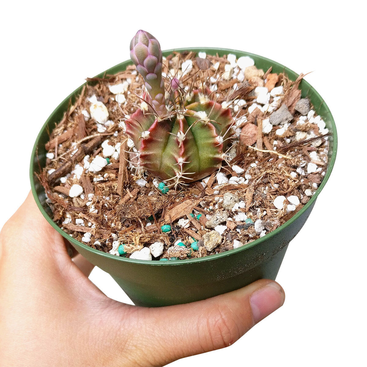 rose cactus succulent Britton And Rose Cactus Gymnocalycium Mihanovichii for Sale 4 inch / Plastic Pot by Succulents Box