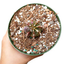 Chin Cactus species, Succulents shop near me, succulent plant, succulent subscription, Rare succulents, succulents store in CA, succulents shop in California, indoor succulents, succulents garden, Chin Cactus species in California, How to grow Chin Cactus species, cactus, cactus succulent, succulent cactus, cacti, cactus and succulents, succulents box, succulent shop, buy succulents online