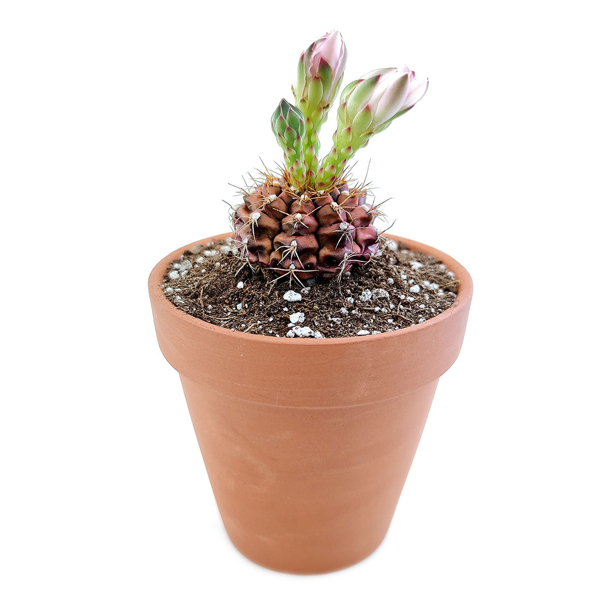 rose succulents near me Britton And Rose Cactus Gymnocalycium Mihanovichii for Sale 4 inch / Plastic Pot by Succulents Box