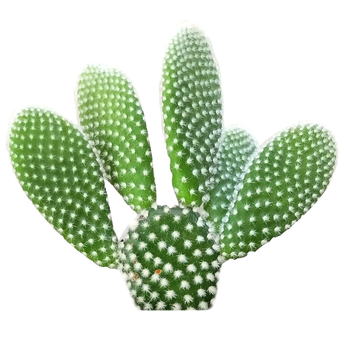 bunny ear succulent Opuntia Microdasys: The Adorable Bunny Ear Cactus 2 inch / White Modern Pot by Succulents Box