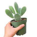  succulent care guide, succulent care tips, succulent plant, succulent care, Succulents shop near me, how to grow succulents, succulents shop in California, cactus, cactus succulent