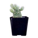  succulent care guide, succulent care tips, succulent plant, succulent care, Succulents shop near me, how to grow succulents, succulents shop in California, cactus, cactus succulent