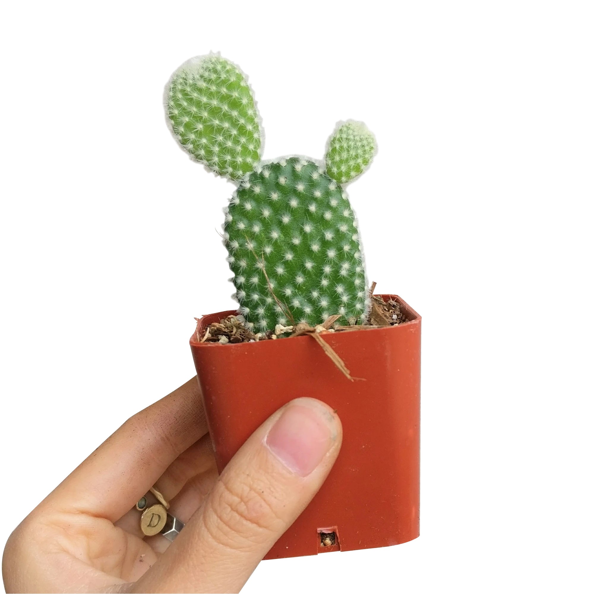 bunny ear succulent for sale Opuntia Microdasys: The Adorable Bunny Ear Cactus 2 inch / White Modern Pot by Succulents Box