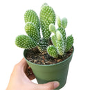  succulent care guide, succulent care tips, succulent plant, succulent care, Succulents shop near me, how to grow succulents, succulents shop in California, cactus, cactus succulent