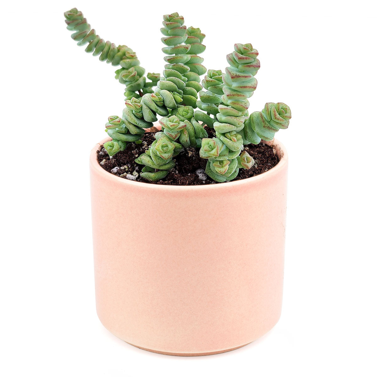 Crassula baby necklace, succulent care, how to grow succulents, succulents shop in California, cactus, succulent care guide, succulent subscription, Rare succulents, Succulents shop near me, Crassula baby necklace in California, How to grow Crassula baby necklace, crassula, crassula plant, crassula succulent, crassula types, crassula varieties, types of crassula, crassula species, crassulas, succulent crassula