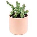 Crassula baby necklace, succulent care, how to grow succulents, succulents shop in California, cactus, succulent care guide, succulent subscription, Rare succulents