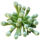 indoor succulents, rare succulents, rare succulents for sale, unique succulents, buy succulents online, rare succulent, succulent shop, unusual succulents, succulent store, succulents online