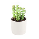 Crassula baby necklace, succulent care, how to grow succulents, succulents shop in California, cactus, succulent care guide, succulent subscription, Rare succulents