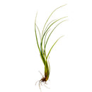 Tillandsia Balbisiana Air Plant for sale, unique air plant gift decor ideas, How to care for Tillandsia Balbisiana Air Plant, Tillandsia Balbisiana Air Plant with care guide