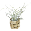 Bamboo Planter
