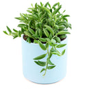 Senecio String of Bananas, easy to care houseplant, houseplant for home and office decoration, succulent plant, indoor succulent