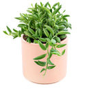 Senecio String of Bananas, easy to care houseplant, houseplant for home and office decoration, succulent plant, indoor succulent