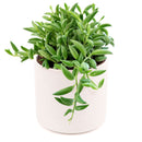 Senecio String of Bananas, easy to care houseplant, houseplant for home and office decoration, succulent plant, indoor succulent