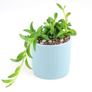 Senecio String of Bananas, easy to care houseplant, houseplant for home and office decoration, succulent plant, indoor succulent