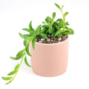 Senecio String of Bananas, easy to care houseplant, houseplant for home and office decoration, succulent plant, indoor succulent