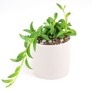 Senecio String of Bananas, easy to care houseplant, houseplant for home and office decoration, succulent plant, indoor succulent