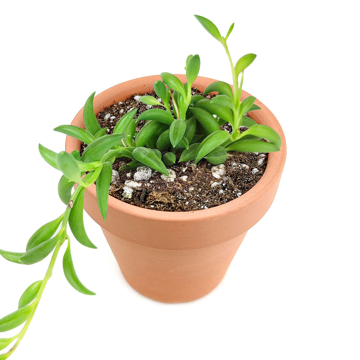 banana leaf succulent Senecio String of Bananas