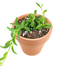 Senecio String of Bananas, easy to care houseplant, houseplant for home and office decoration, succulent plant, indoor succulent