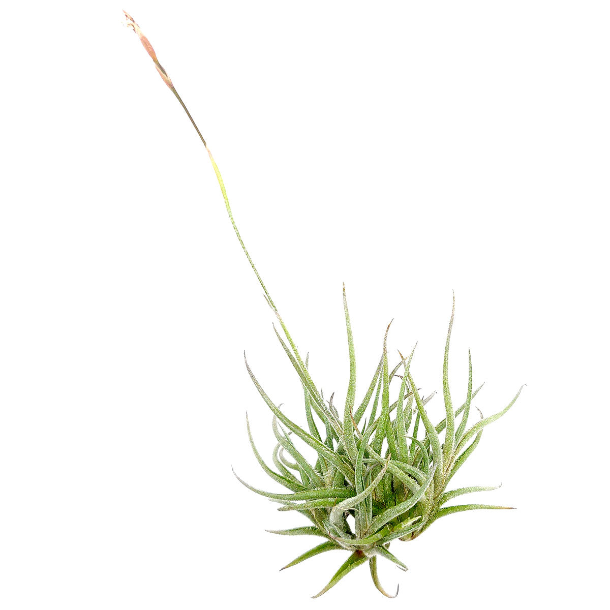 Tillandsia Bandensis Air Plant for sale, unique air plant gift decor ideas, How to care for Tillandsia Bandensis Air Plant, Tillandsia Bandensis Air Plant with care guide