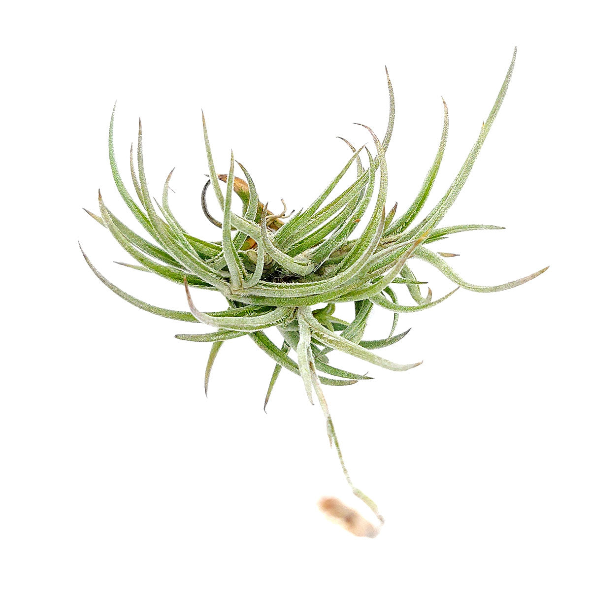 Tillandsia Bandensis Air Plant for sale, unique air plant gift decor ideas, How to care for Tillandsia Bandensis Air Plant, Tillandsia Bandensis Air Plant with care guide