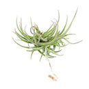 Tillandsia Bandensis Air Plant for sale, unique air plant gift decor ideas, How to care for Tillandsia Bandensis Air Plant, Tillandsia Bandensis Air Plant with care guide