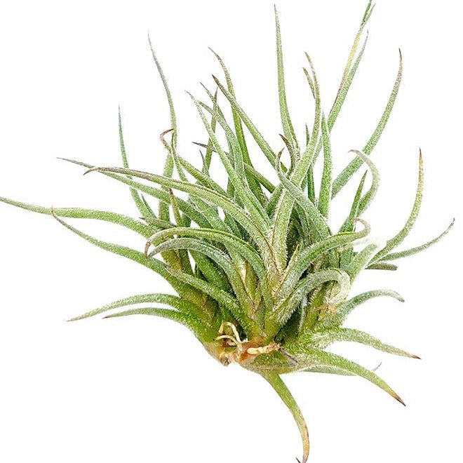 Tillandsia Bandensis Air Plant for sale, unique air plant gift decor ideas, How to care for Tillandsia Bandensis Air Plant, Tillandsia Bandensis Air Plant with care guide