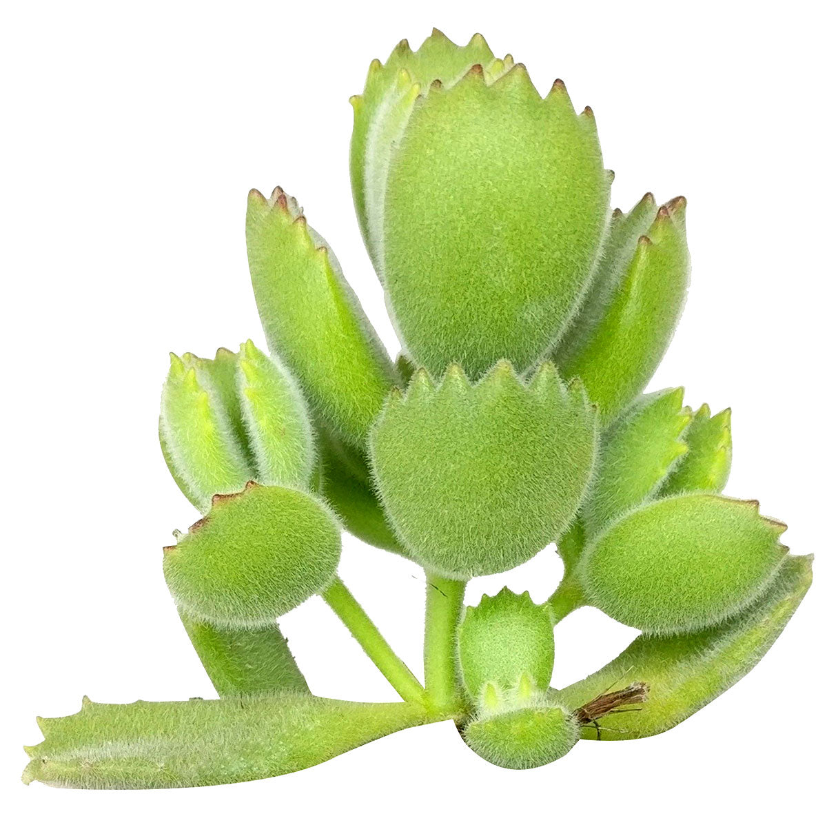 cotyledon bear paw, bear’s paw, how to grow succulents, cactus, succulent care, succulents garden, succulent subscription, succulent care guide, succulents shop in California, monthly succulents, cotyledon bear paw in California, How to grow cotyledon bear paw