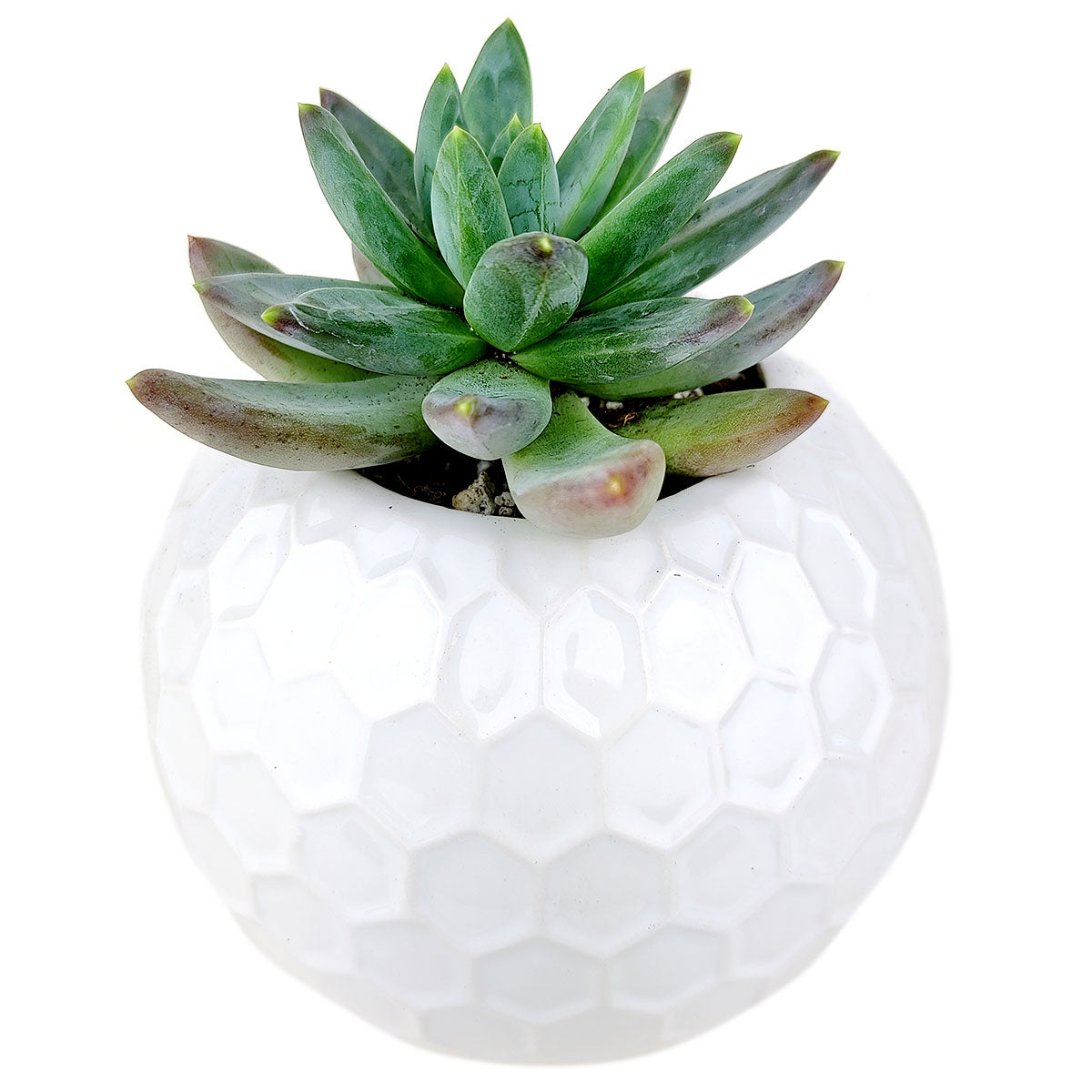 Beehive Pot for sale, ceramic vase for home decor, ceramic succulent and cactus pots for sale, Succulent gift ideas