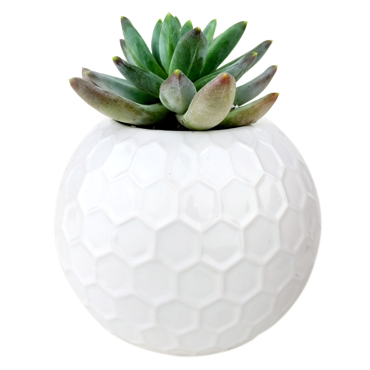 Beehive Pot for sale, ceramic vase for home decor, ceramic succulent and cactus pots for sale, Succulent gift ideas