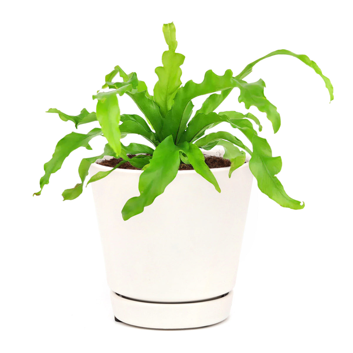 bird nest fern variegated Bird’s Nest Victoria Fern