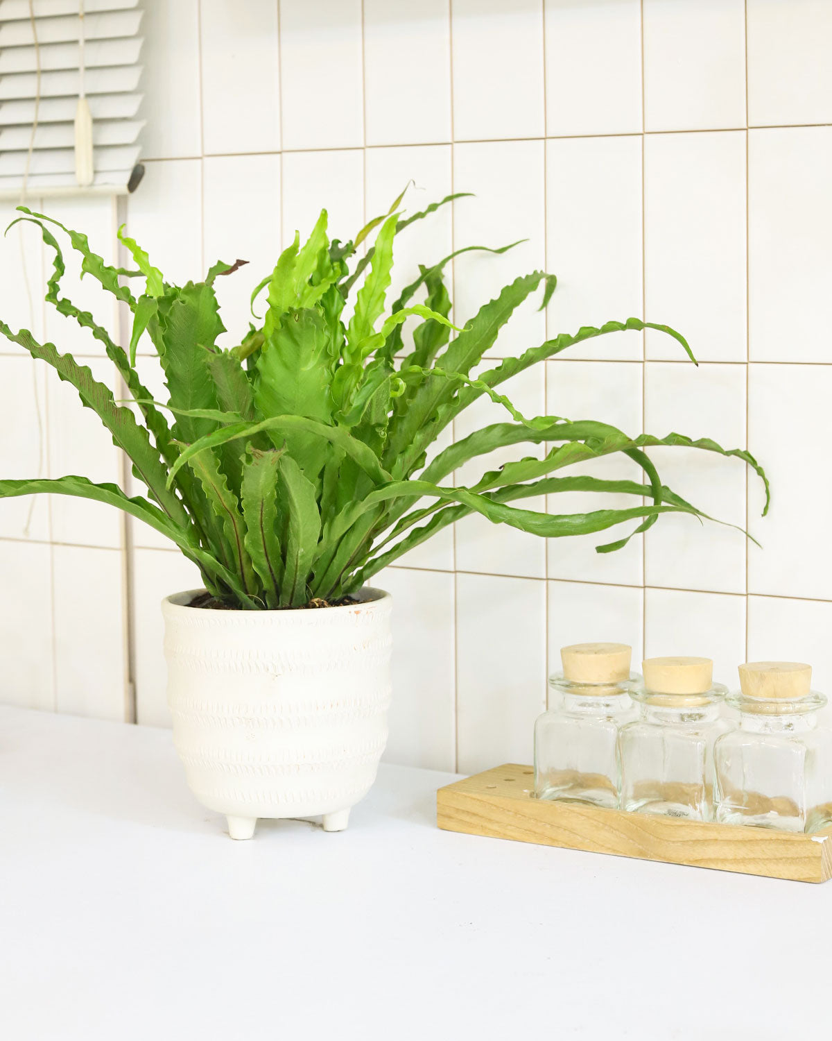 Bird&#39;s Nest Fern