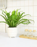 how to care for Birdnest Fern, best air-purifying plant, plants for low light rooms