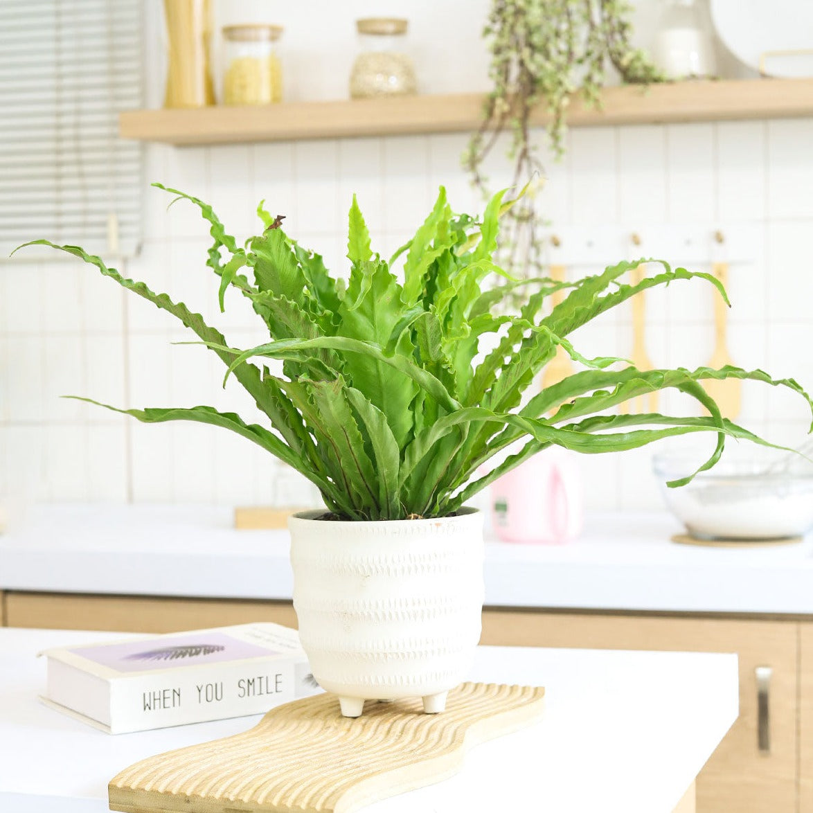 Bird's Nest Fern houseplant for sale, live plant as gift, houseplant decor ideas