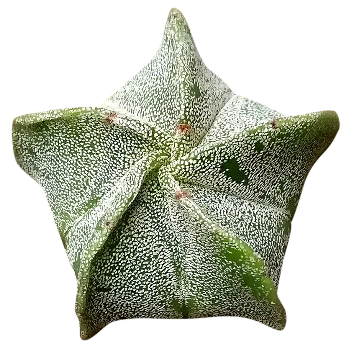 bishop's cap succulent care Rare Bishop's Cap Cactus Astrophytum Myriostigma - Succulent Gift Ideas